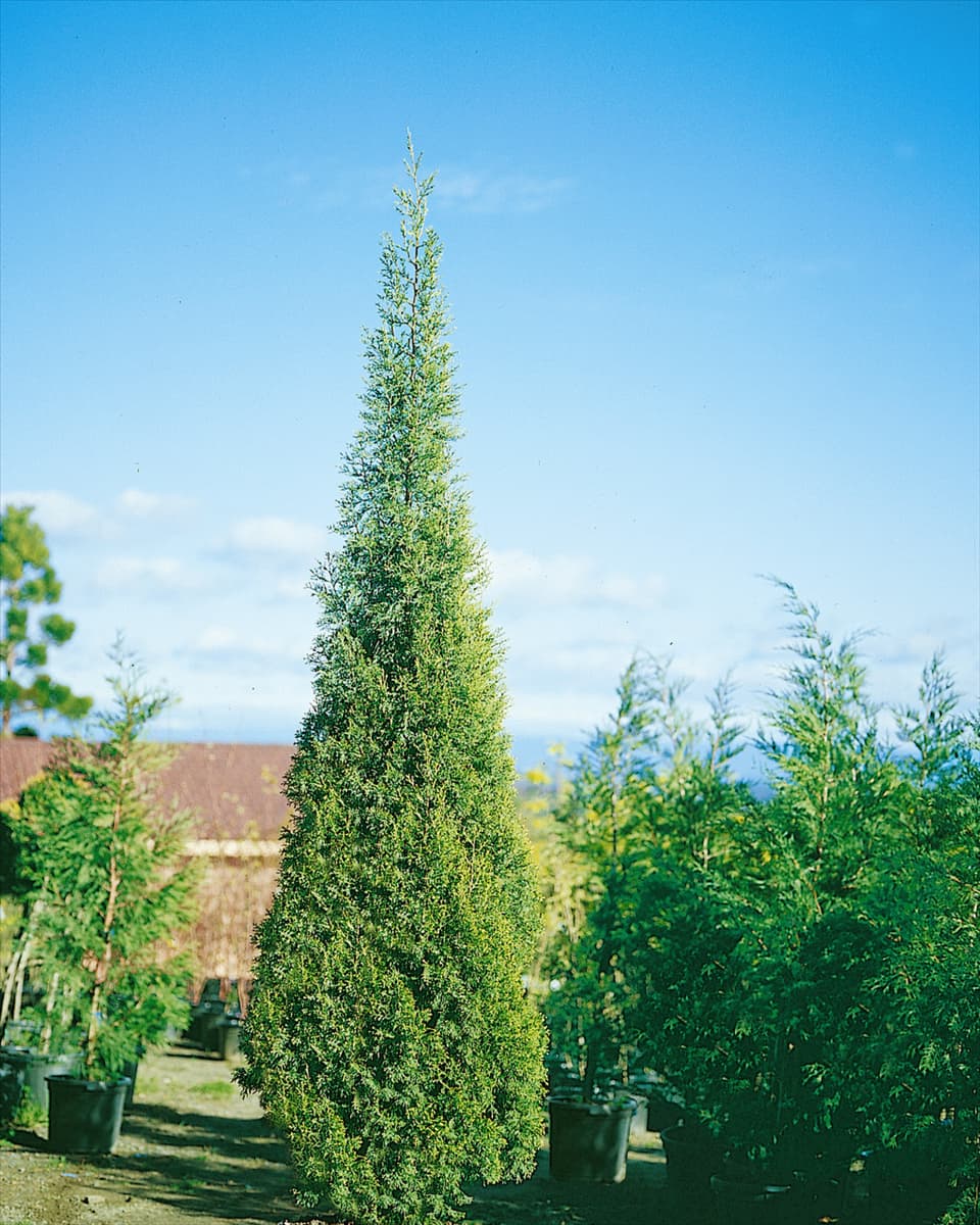 X Cuprocyparis leylandii Nature's Sunrise