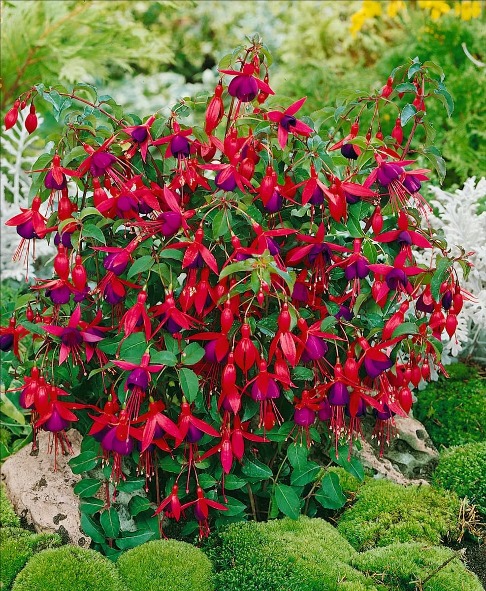 FUCHSIA MRS. POPPLE