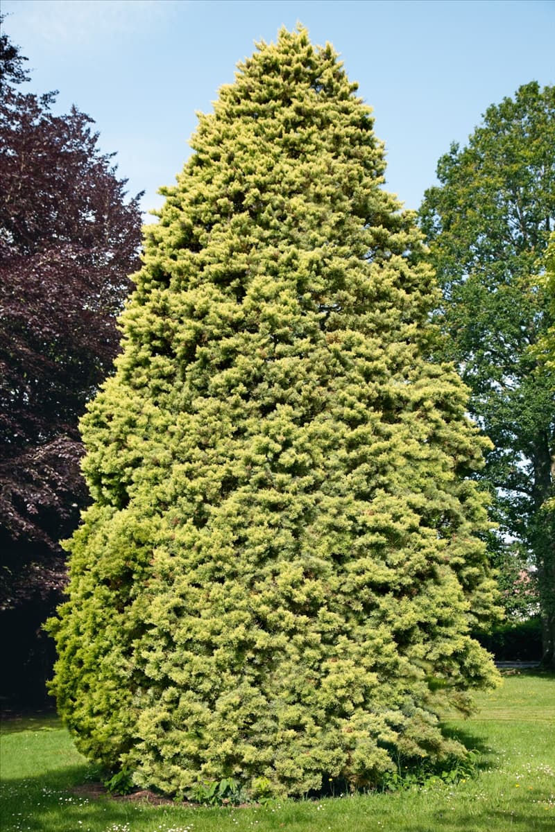Cupressus arizonica Aurea