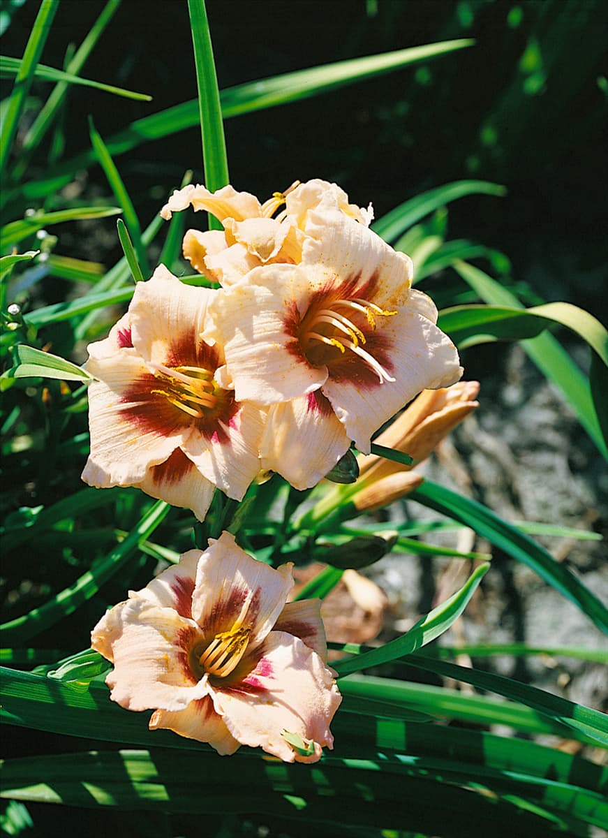 HEMEROCALLIS SNOWY EYES