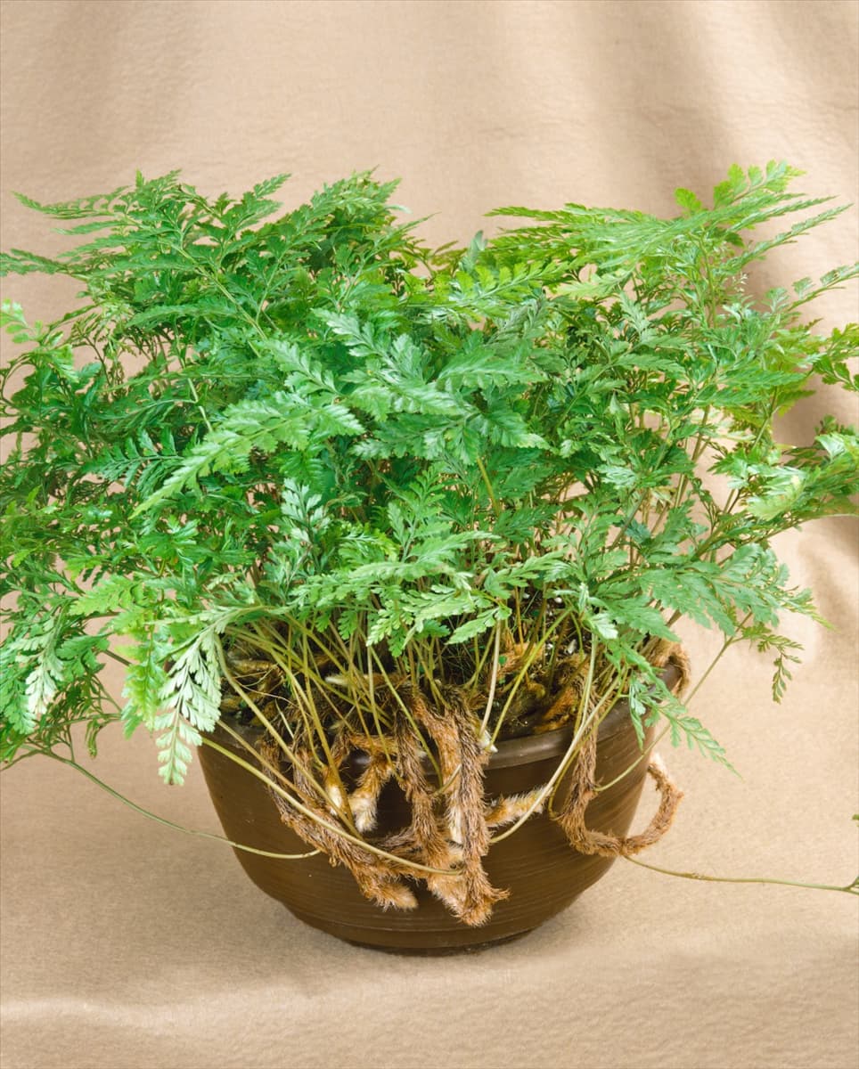 Davallia bullata Hasenpfotenfarn