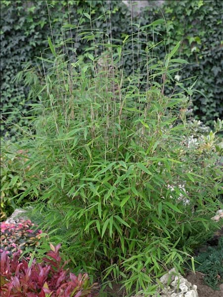 Fargesia nitida 'Great Wall'