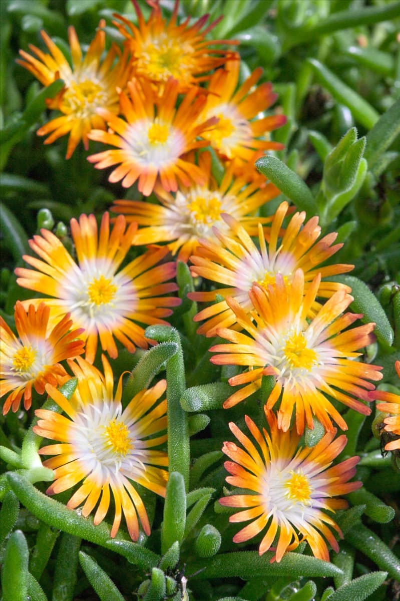 Delosperma Jewel of Desert Topaz