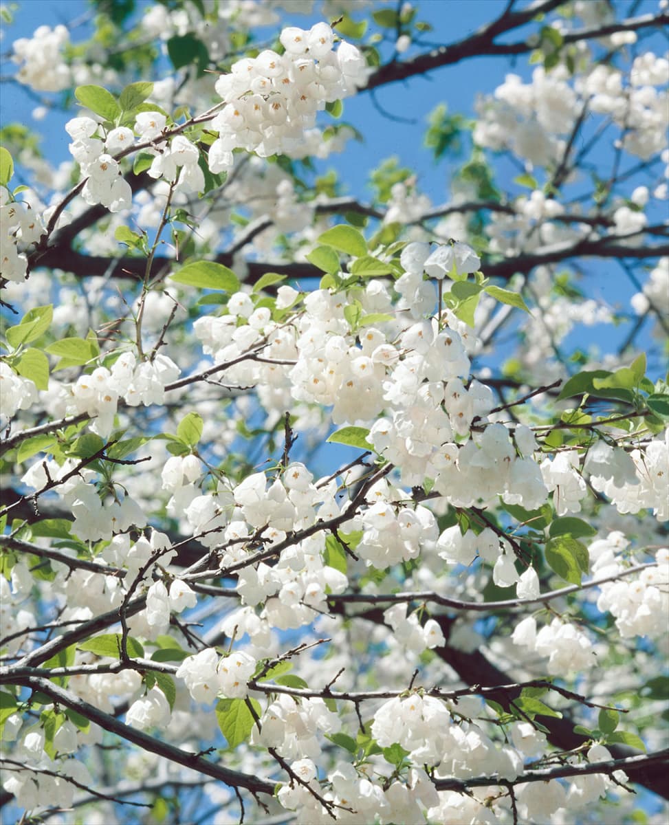 Halesia carolina / Detail