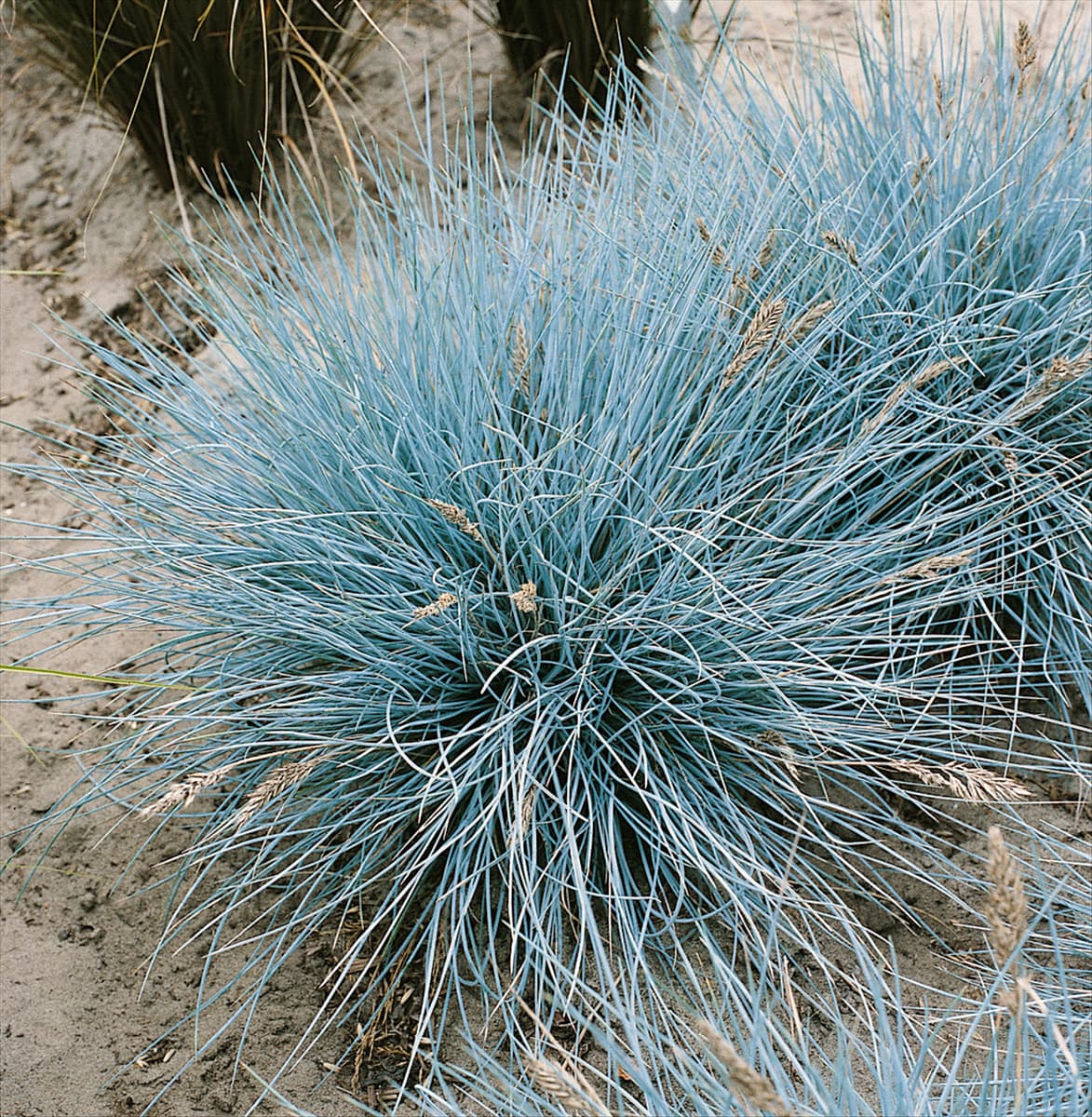 Festuca glauca Uchte