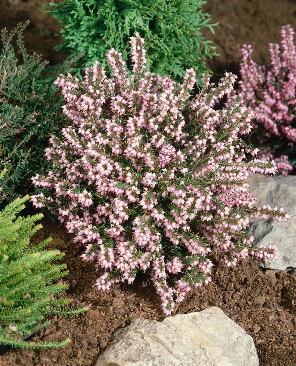 ERICA X DARLEYENSIS DARLEY DALE