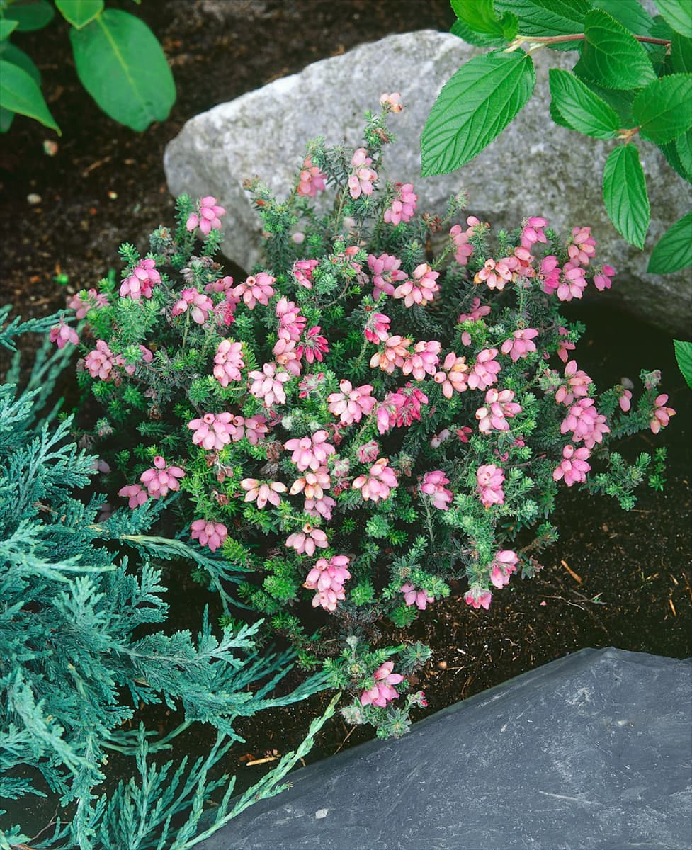 ERICA TETRALIX HOOKSTONE PINK