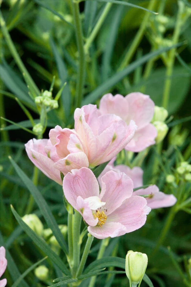 Delphinium grandiflorum Summer Morning