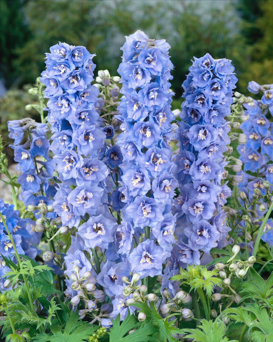 Delphinium Magic Fountains Sky Blue