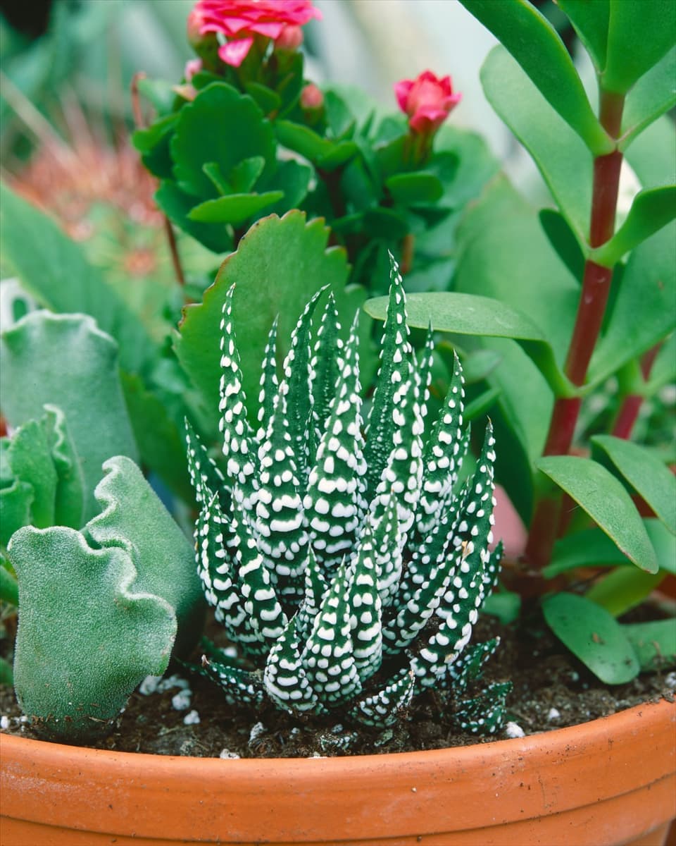 Haworthia sp.
