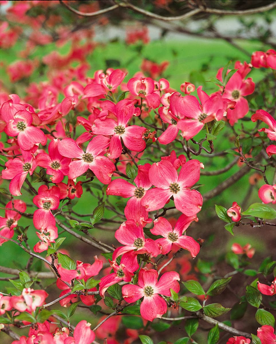 Cornus florida Cherokee Chief