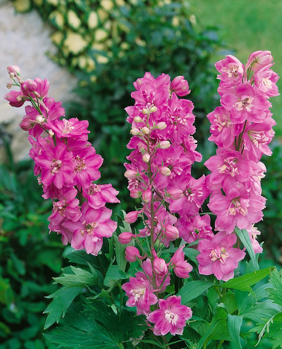 DELPHINIUM ASTOLAT ROSE