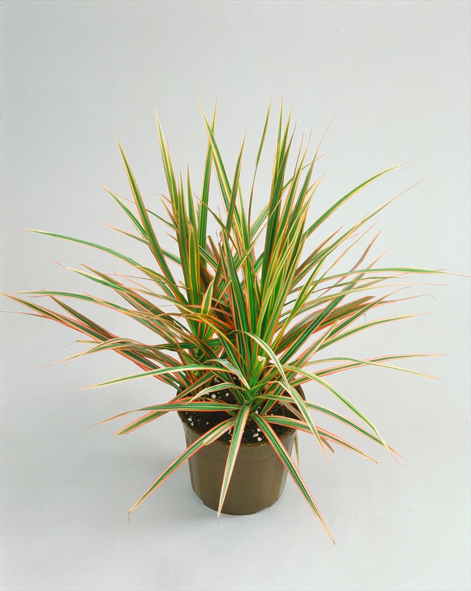 DRACAENA MARGINATA / TRICOLOR
