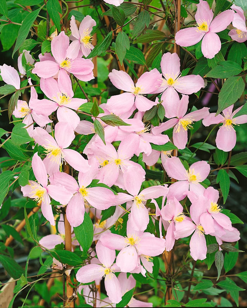 CLEMATIS MONTANA FRAGRANT SPRING