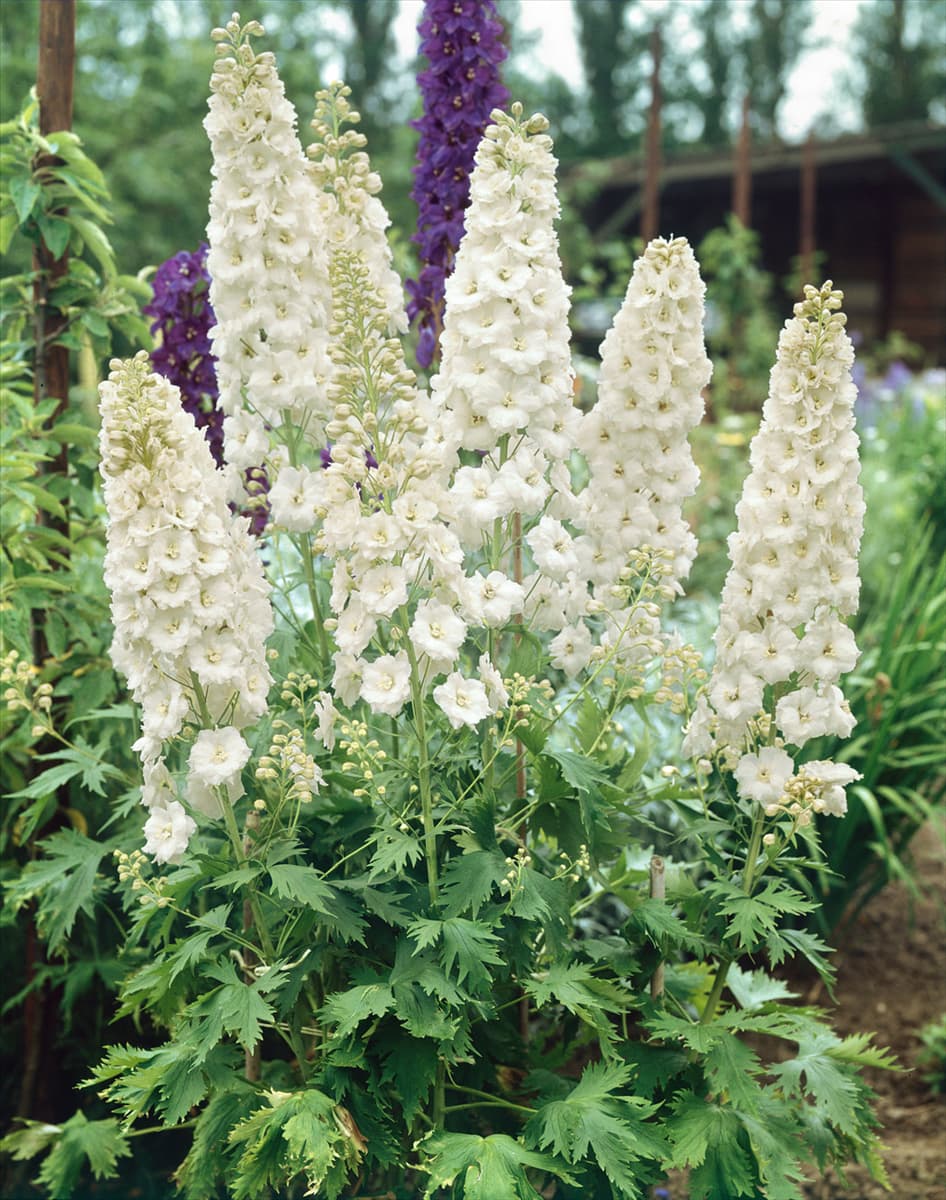 Delphinium Galahad