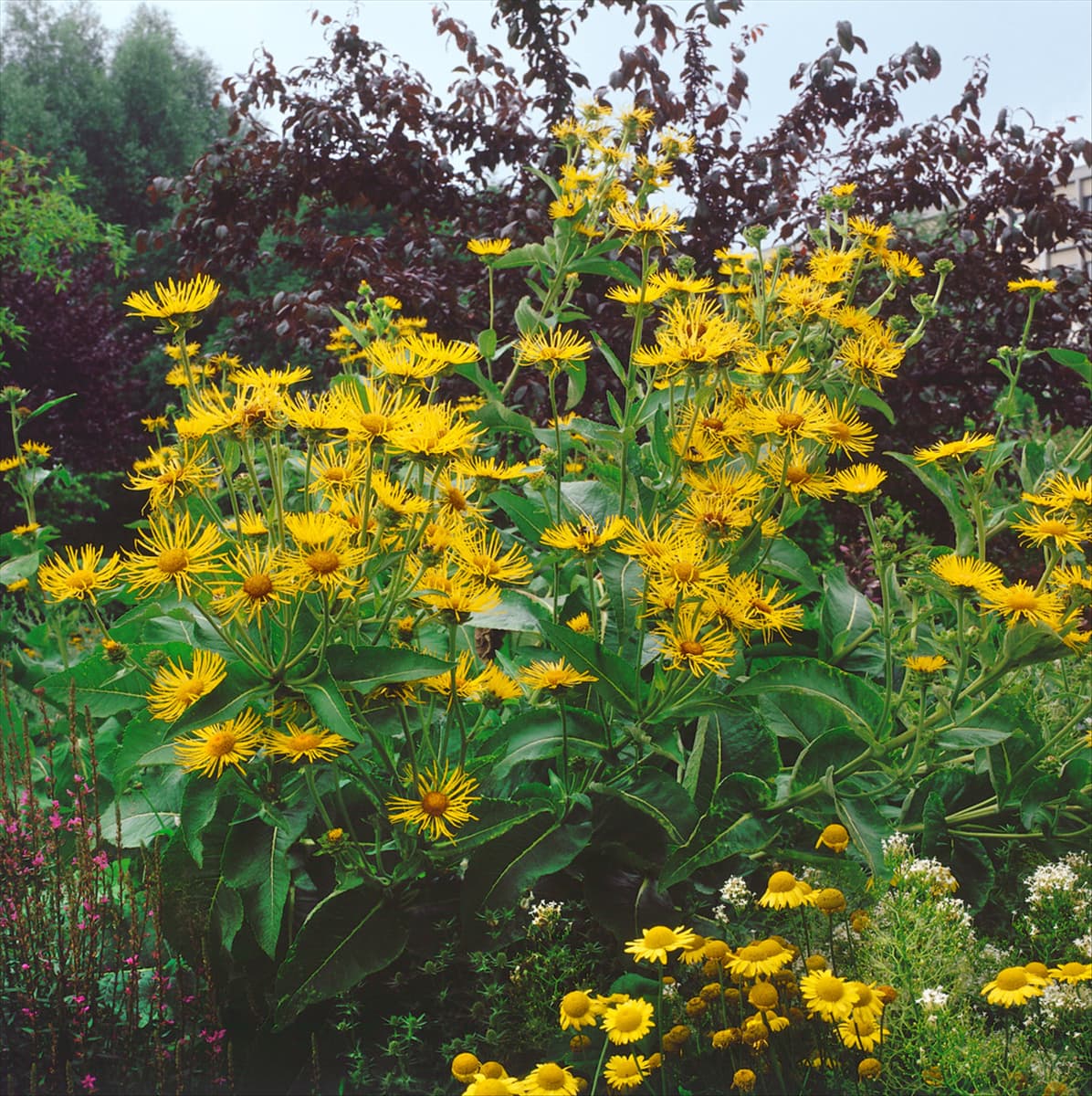 INULA HELENIUM