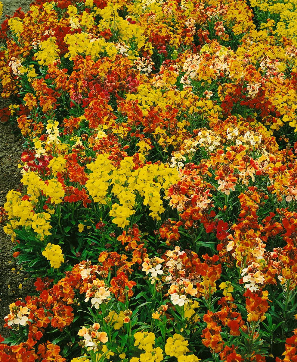 Erysimum cheiri Bedder mixed