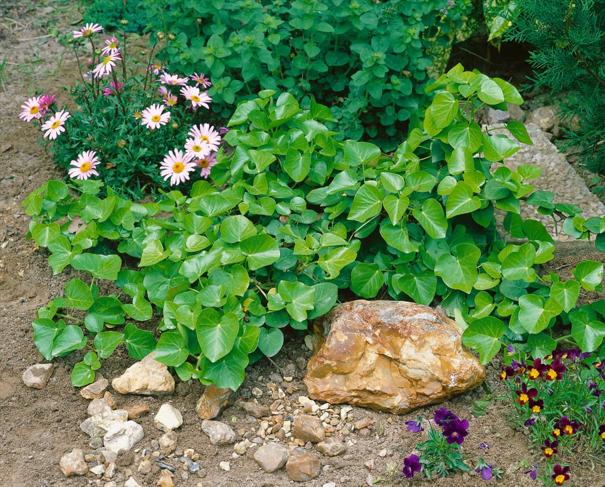 Hedera helix Arborescens Nana