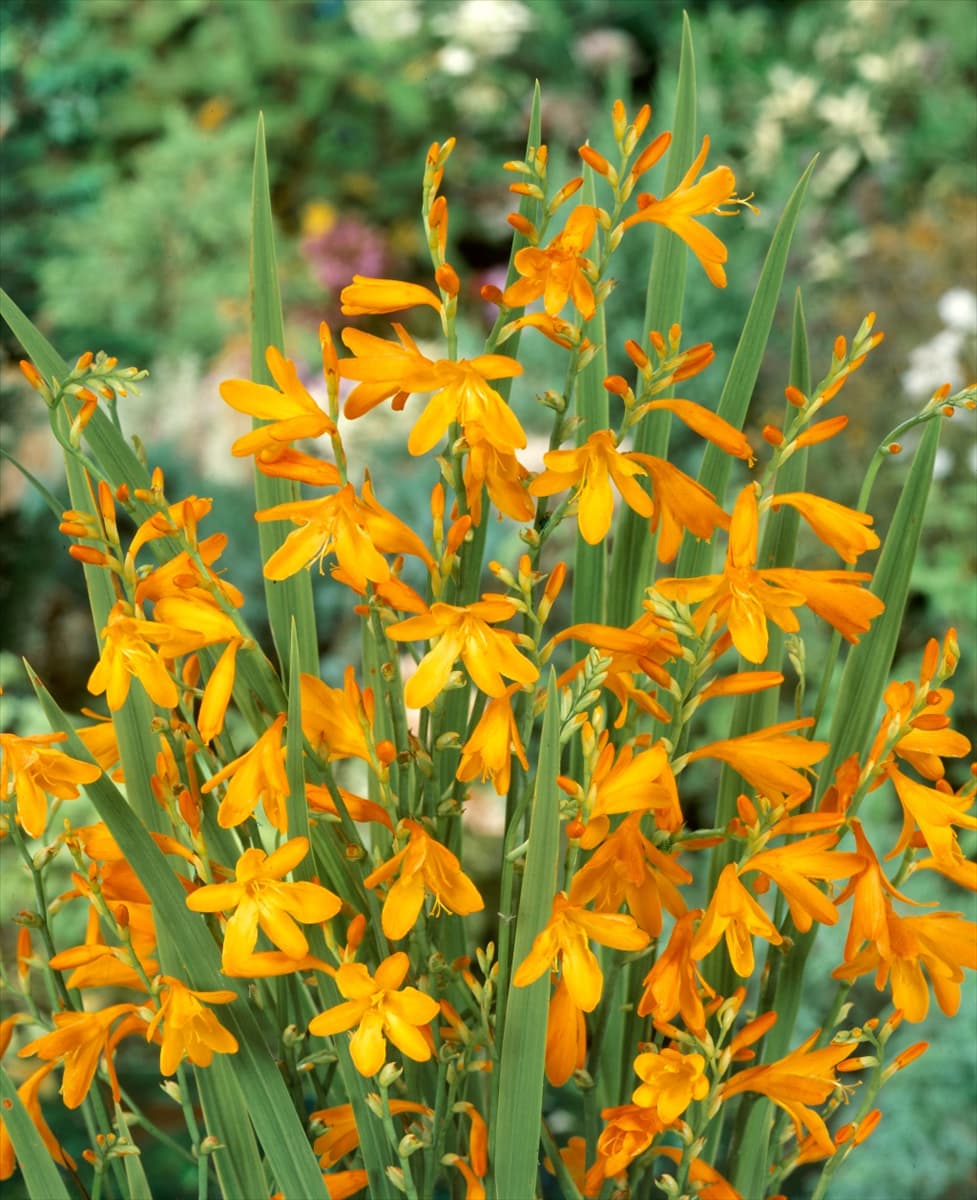 Crocosmia x crocosmiiflora Voyager