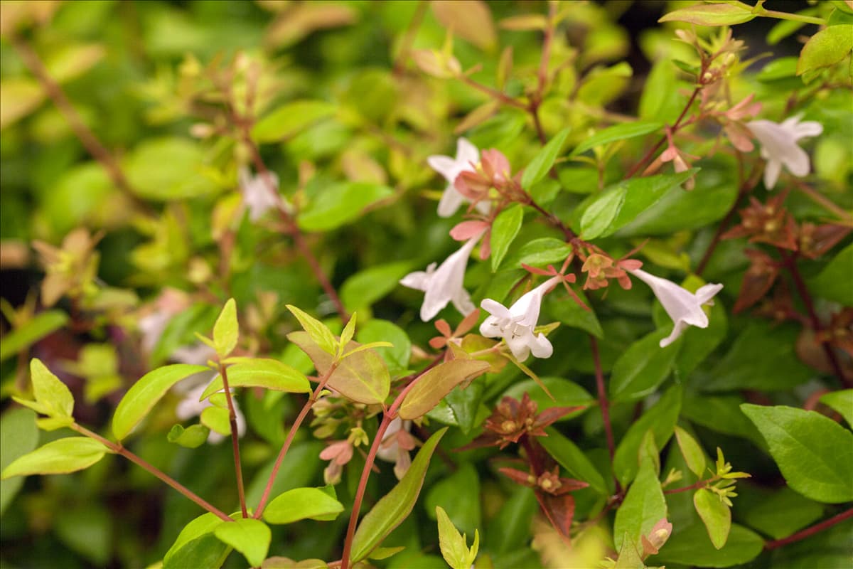 Abelia grandiflora Großblütige Abelie