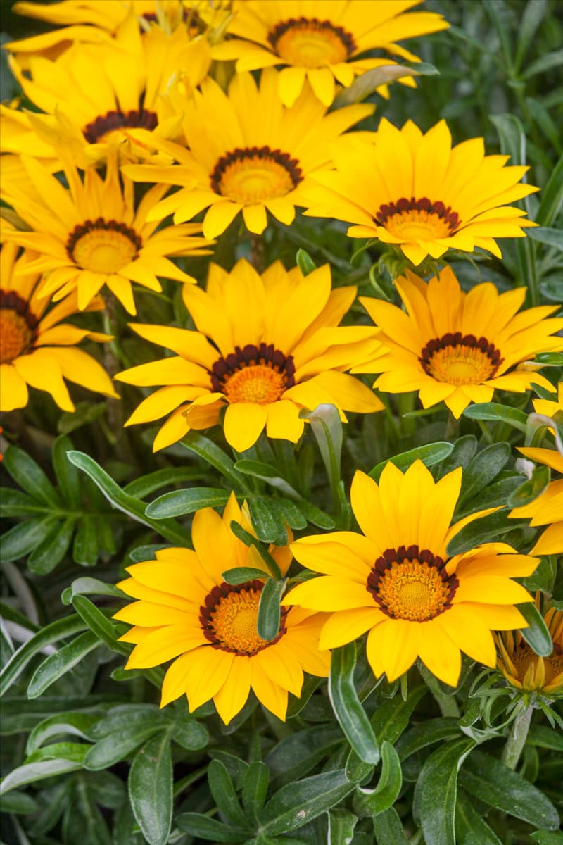 Gazania Big Kiss™ Yellow