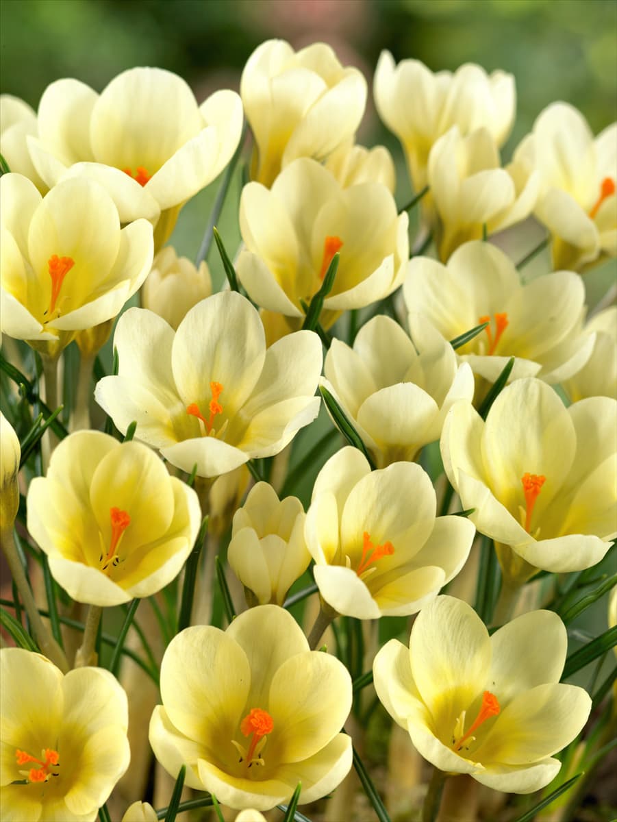 Crocus chrysanthus Cream Beauty