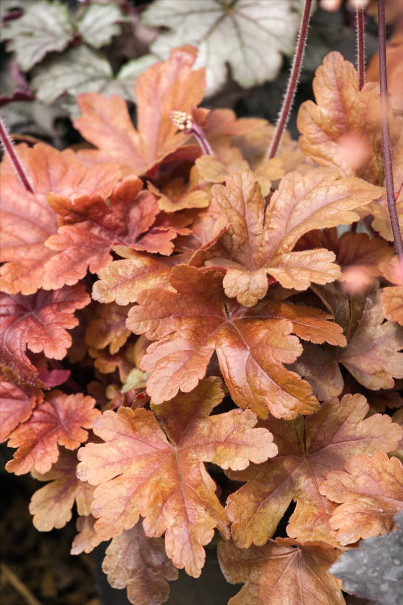 X Heucherella Buttered Rum