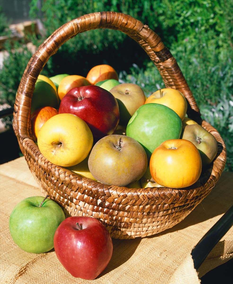 Apfel Mischung im Korb / Malus domestica