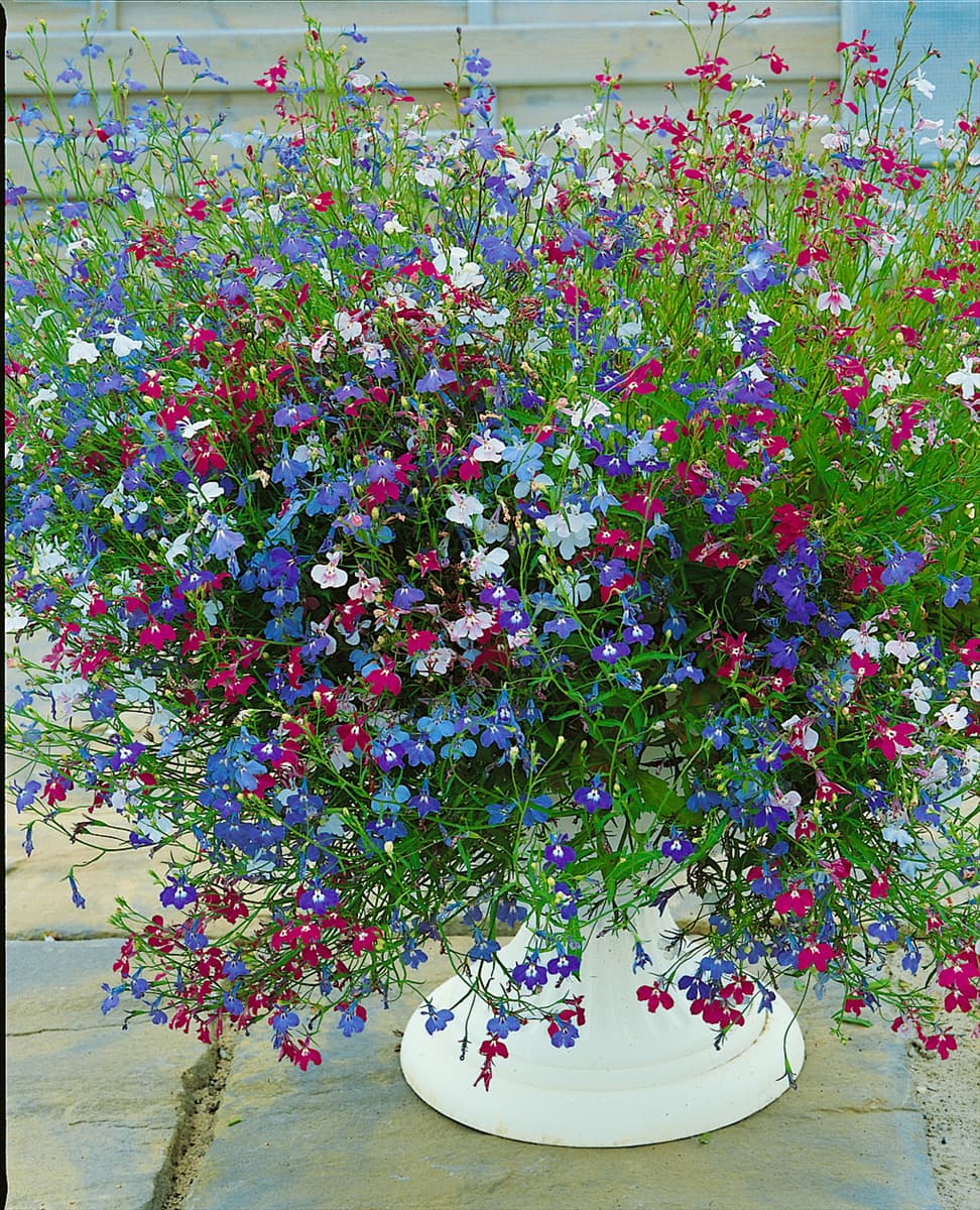 Lobelia erinus Pendula Blue Cascade mixed