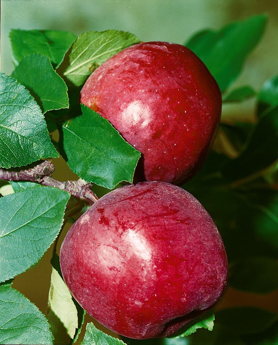 Apfel / Malus domestica Berner Rosenapfel