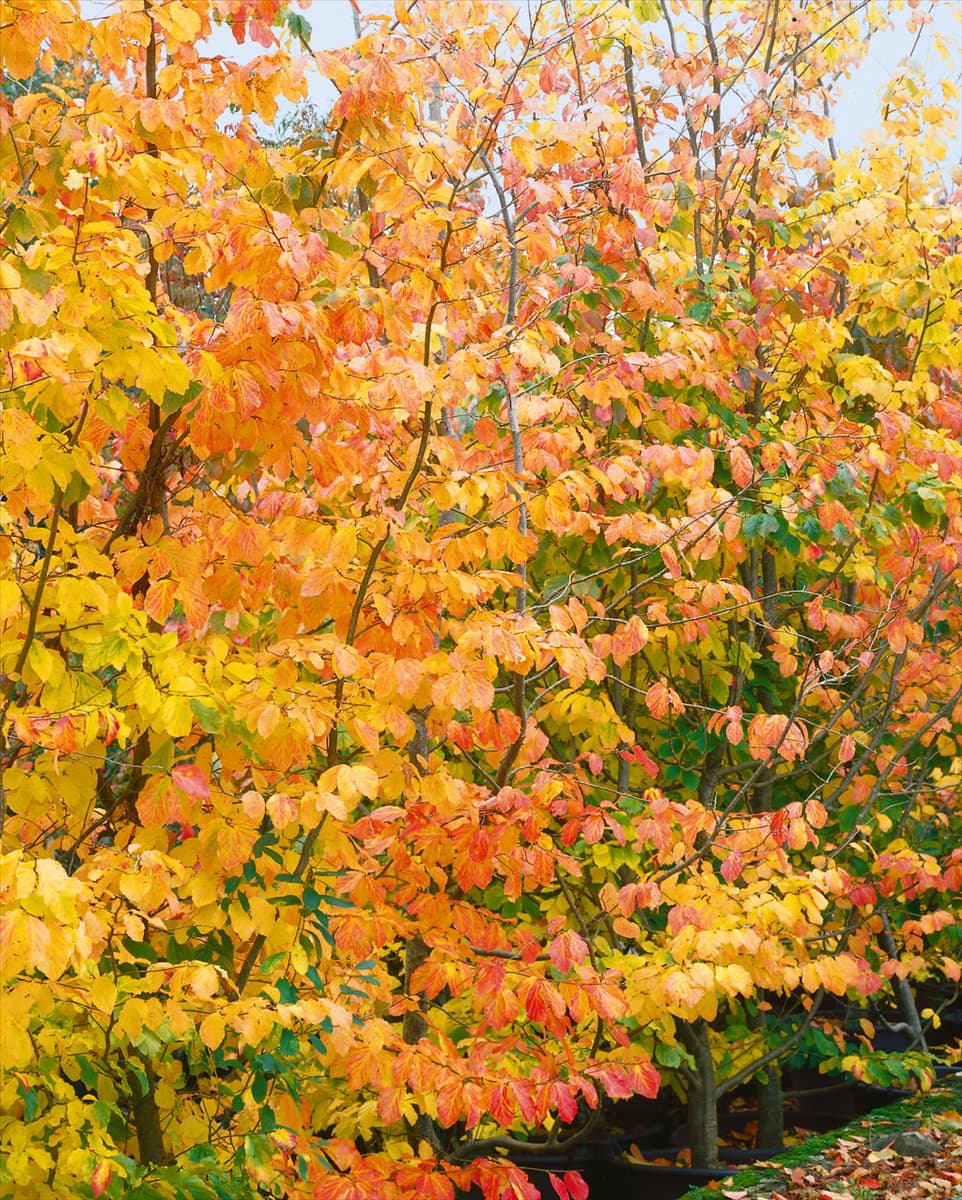 Parrotia persica in autumn