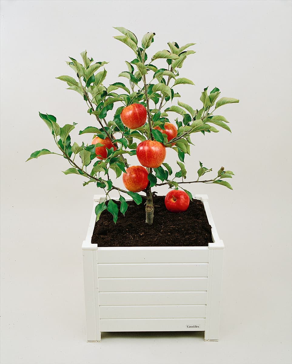 Apfelbaum mit Früchten im Topf / Malus domestica