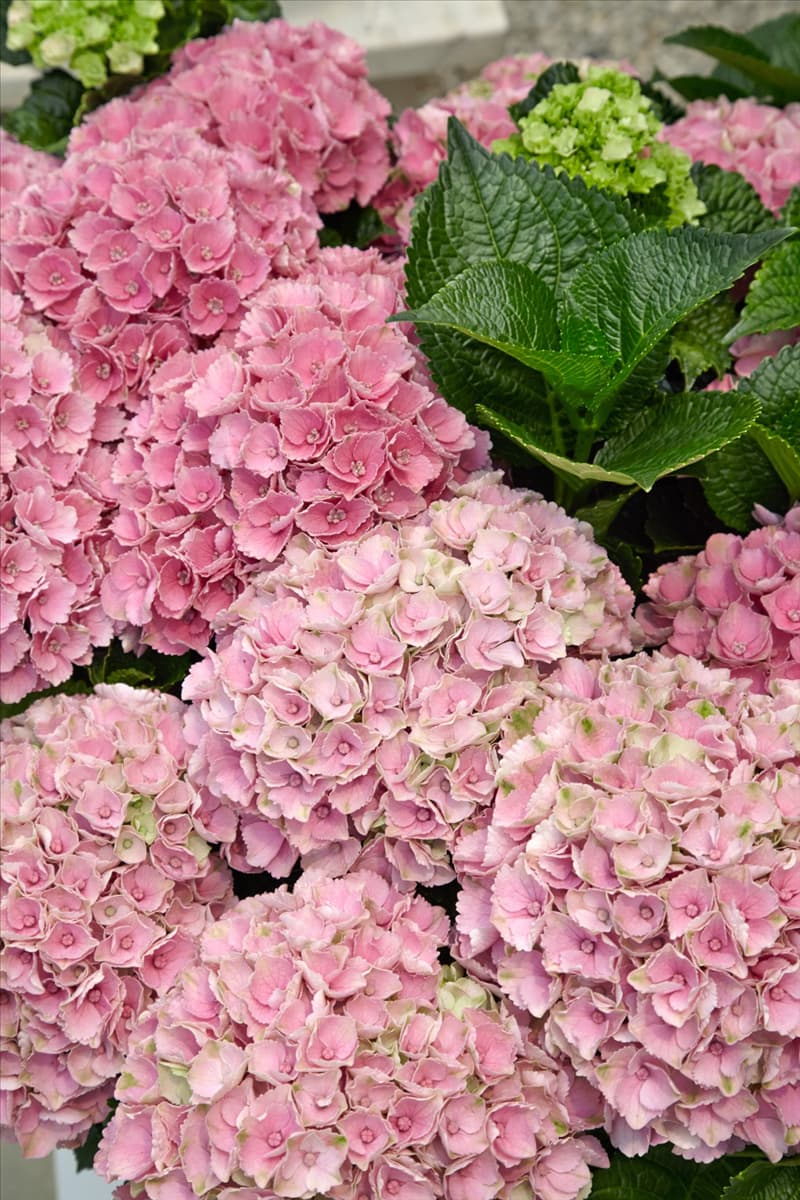 Hydrangea macrophylla Xian ® Magical Opal