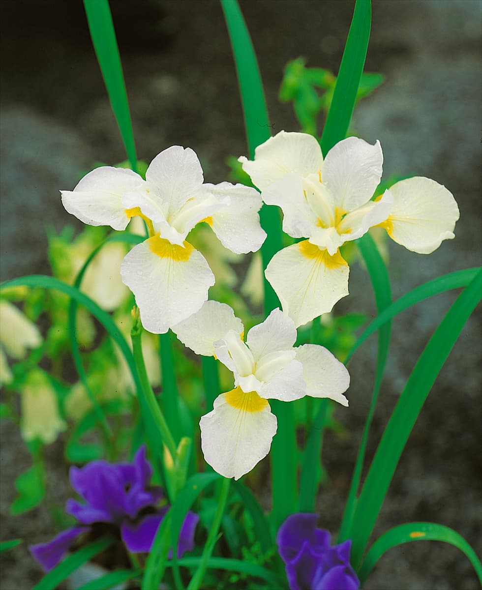 IRIS SIBIRICA / BLANC / JAUNE / FRÜHLING