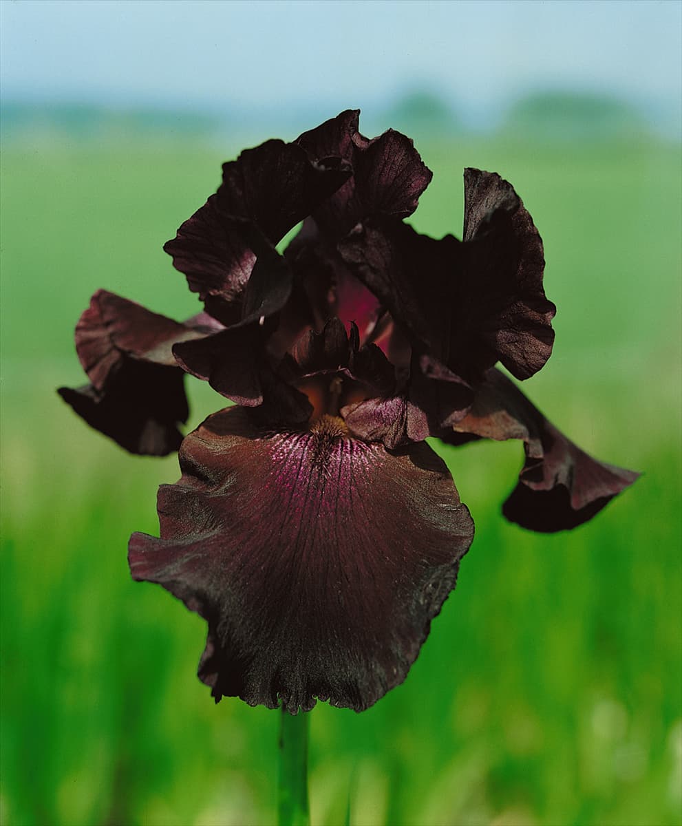 Iris germanica Wallalah / Black Knight
