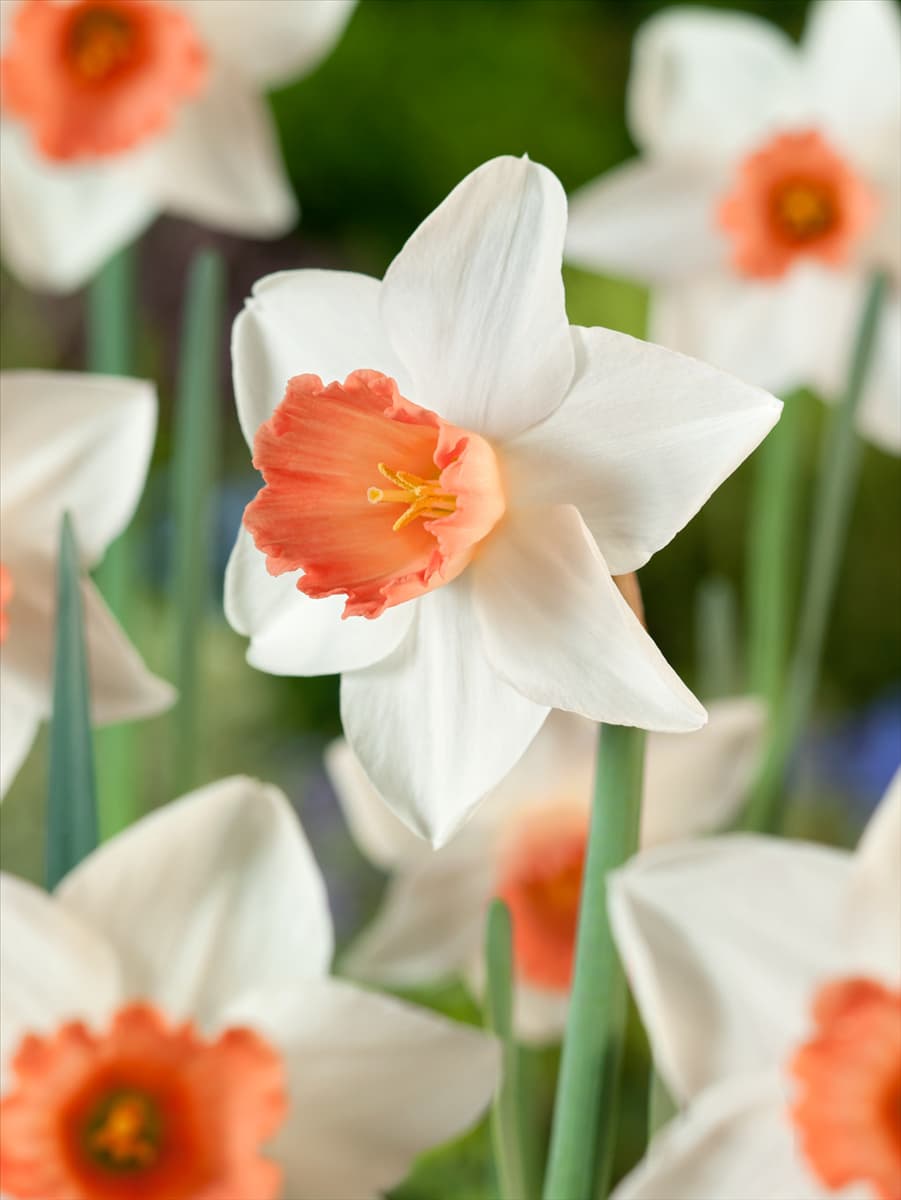 Narcissus Large Cupped Accent