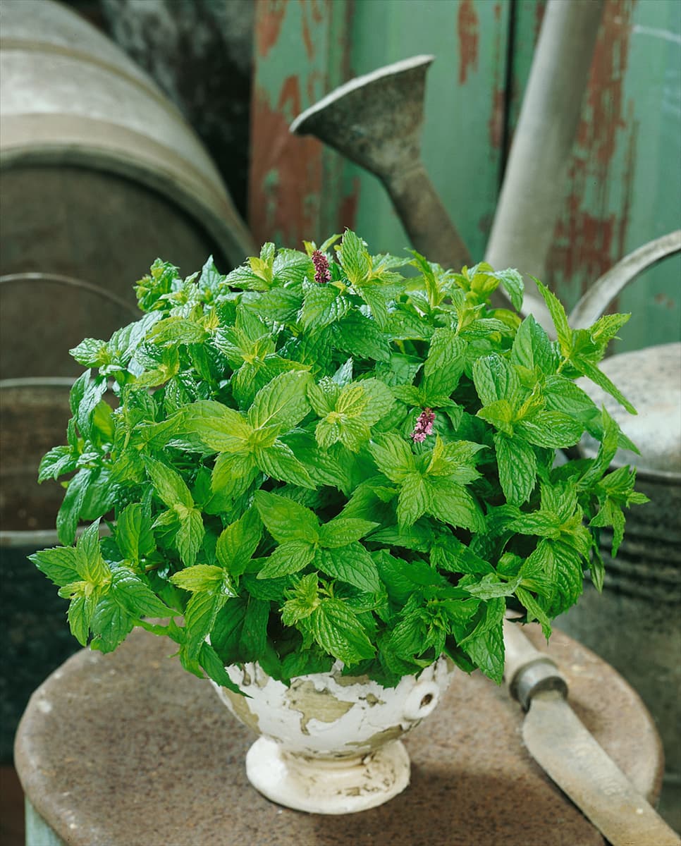 Mentha x piperita
