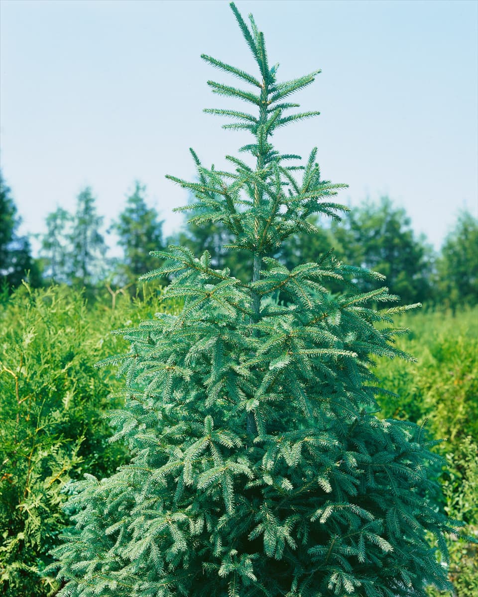 Picea abies Pyramidalis