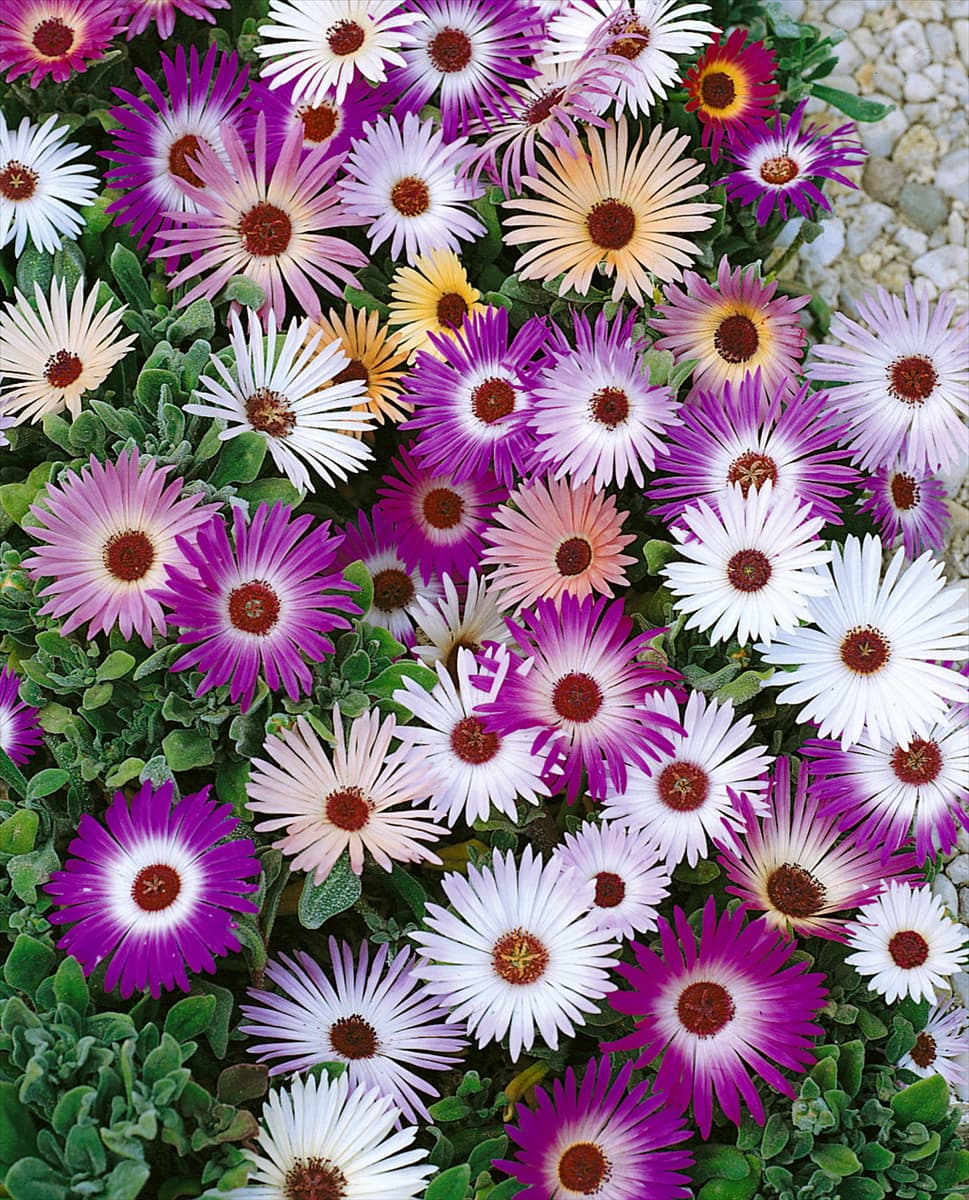 Mesembryanthemum crystallinum Magic Carpet