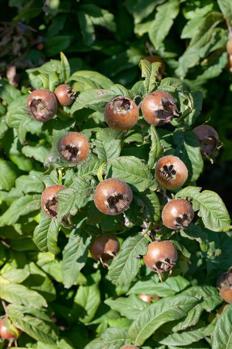 Mespilus germanica Holländische Großfruchtige