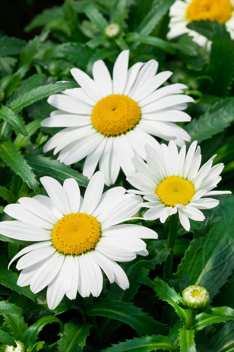 Leucanthemum x superbum Silver Princess