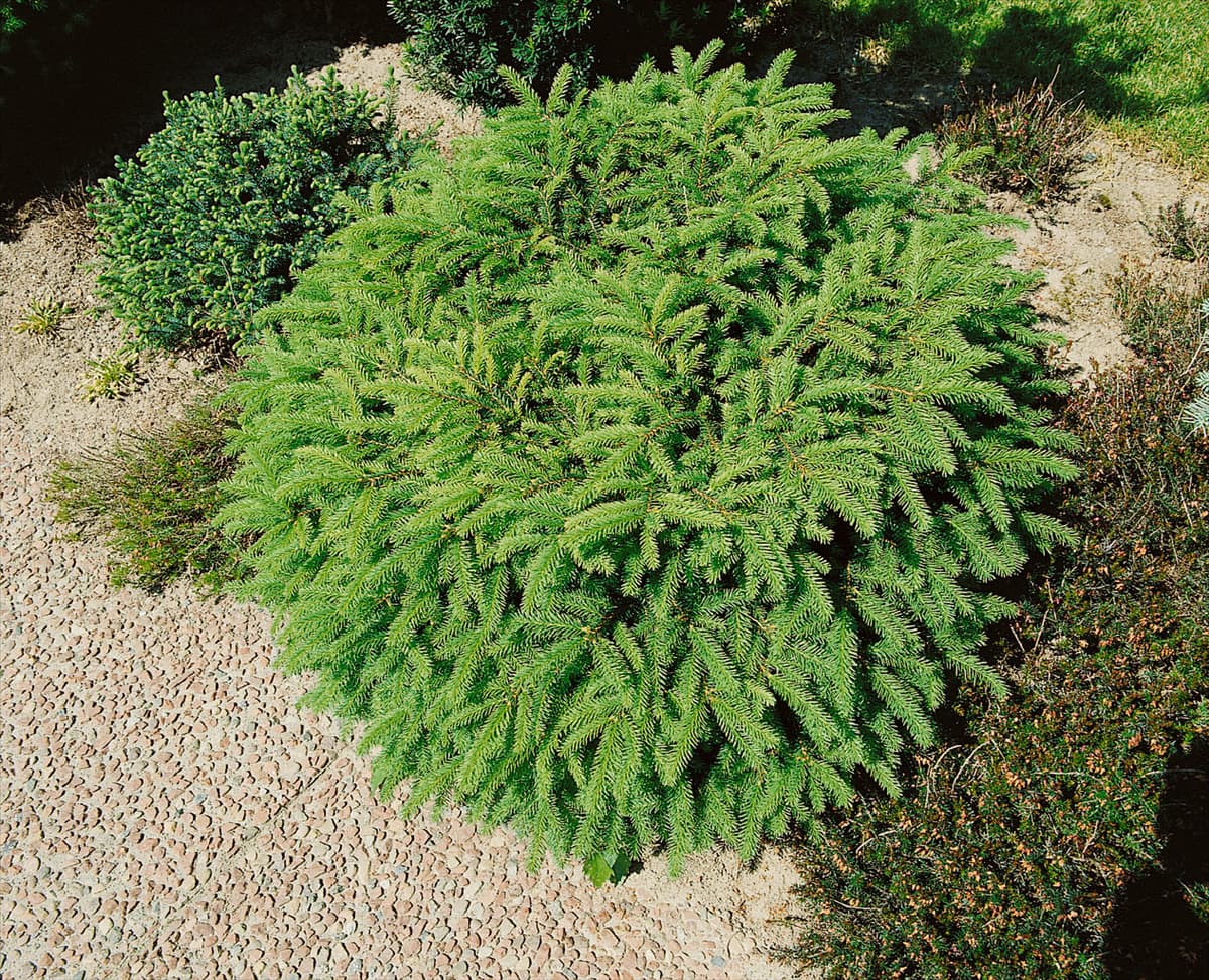 Picea abies Nidiformis