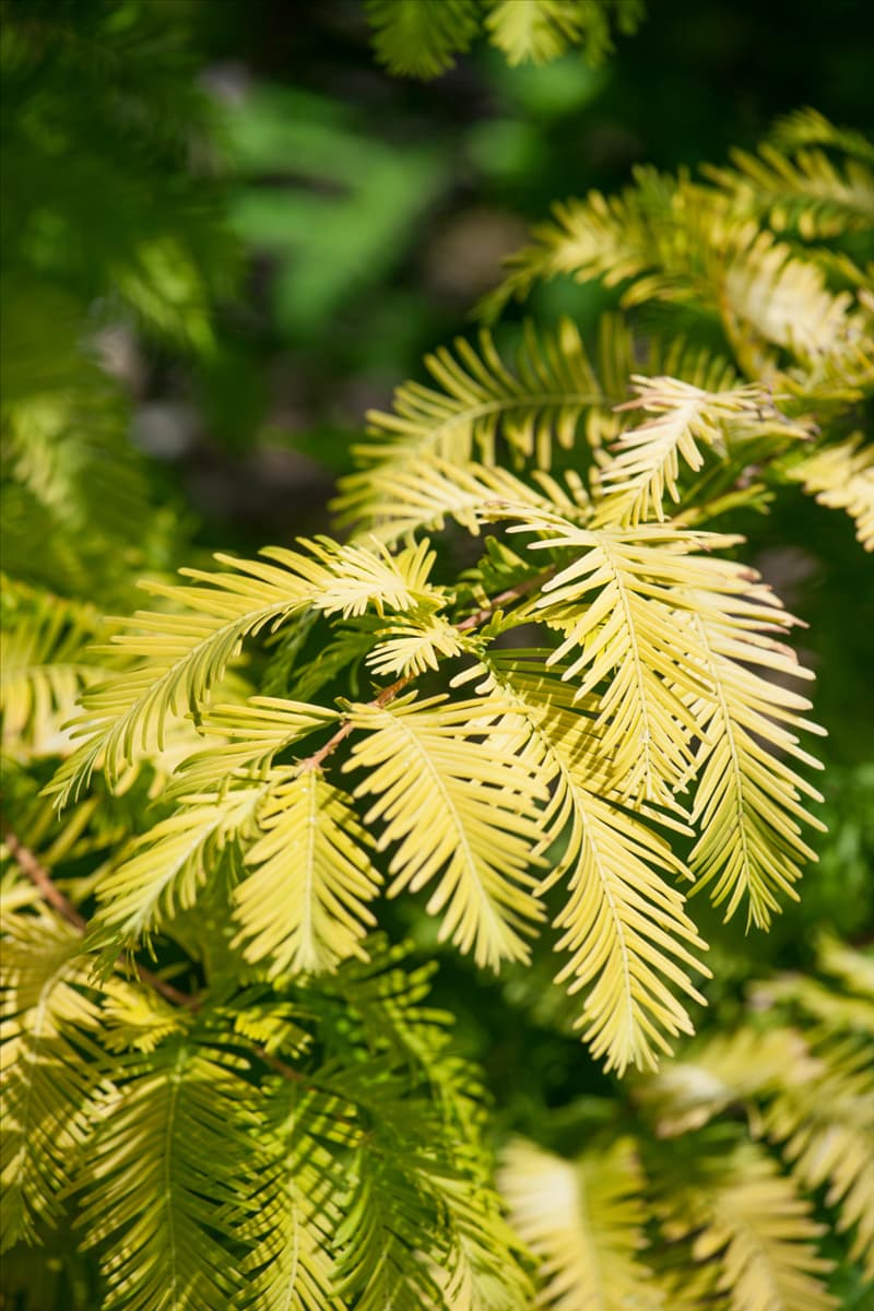 Metasequoia glyptostroboides