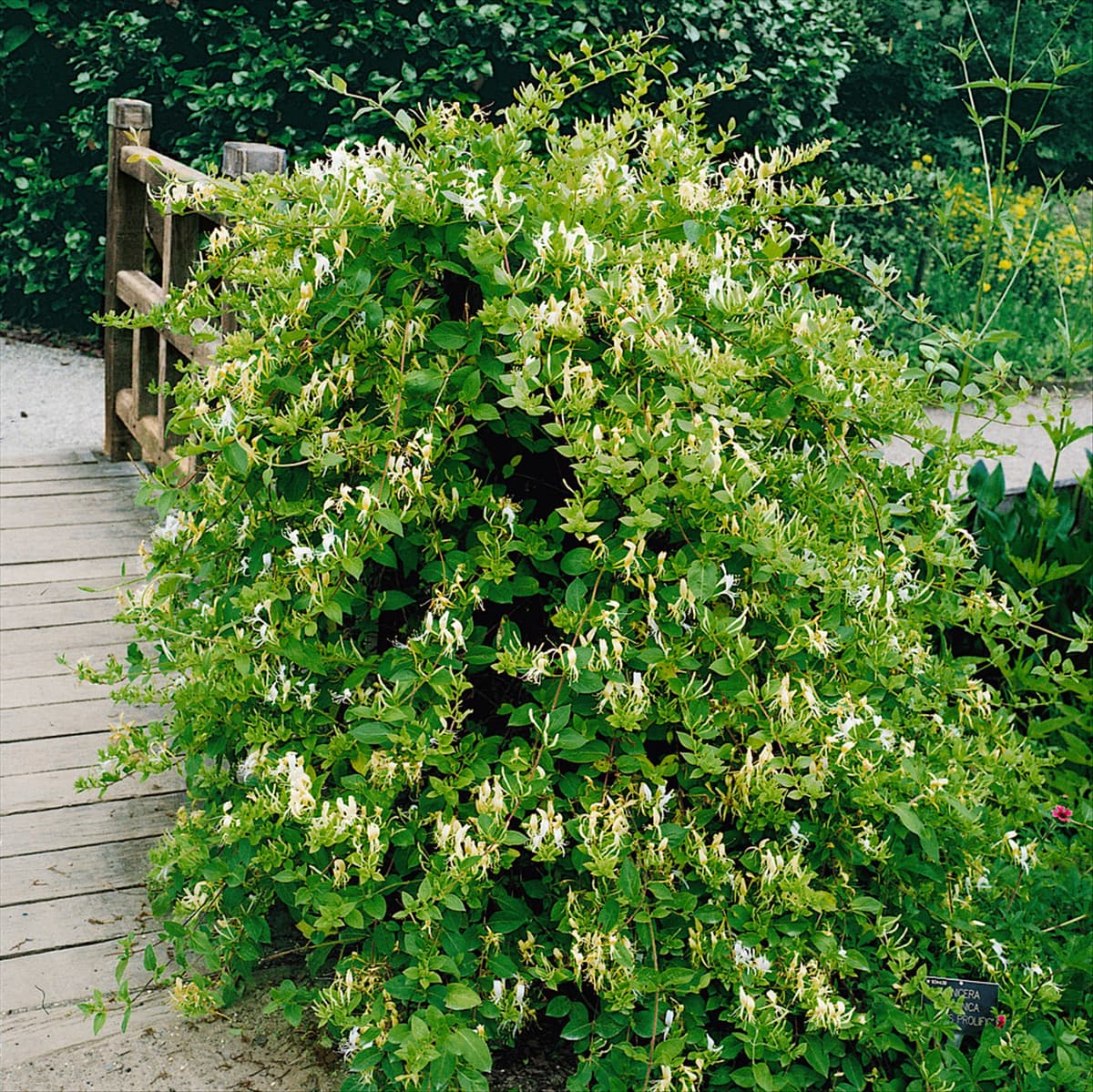 LONICERA JAPONICA HALL'S PROLIFIC