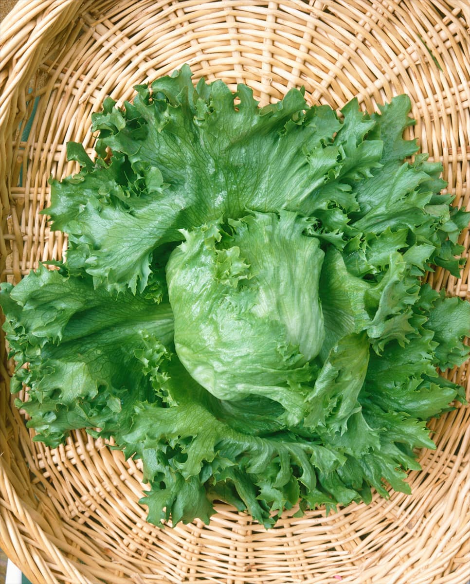 Eisbergsalat / Lactuca sativa var. capitata