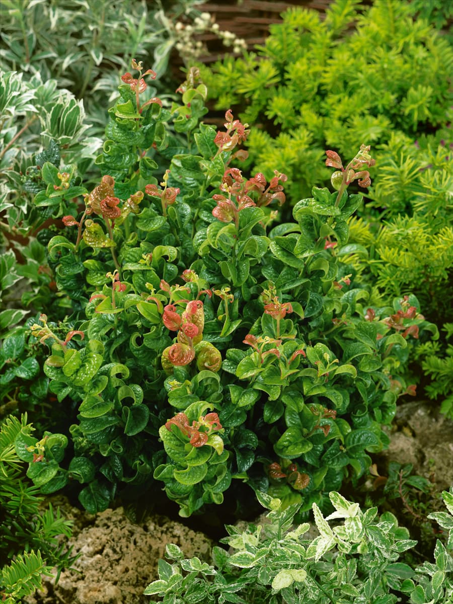 Leucothoe axillaris Curly Red (R)