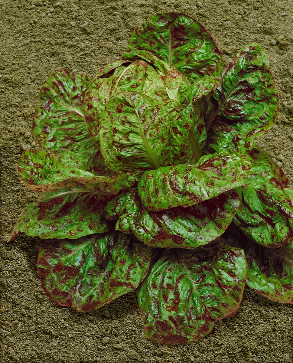 Bindesalat / Lactuca sativa var. longifolia