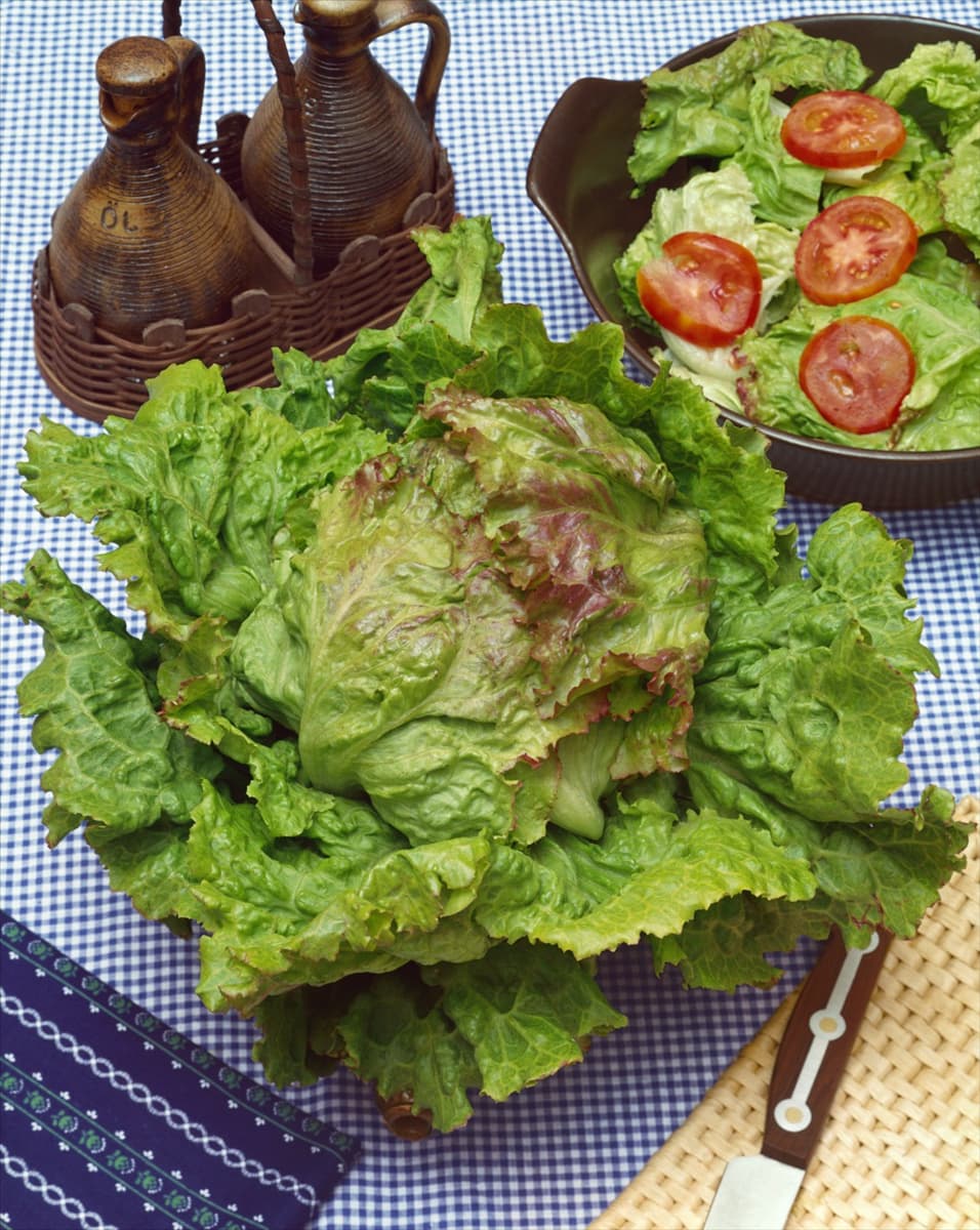 Eisbergsalat / Lactuca sativa var. capitata Grazer Krauthäuptl