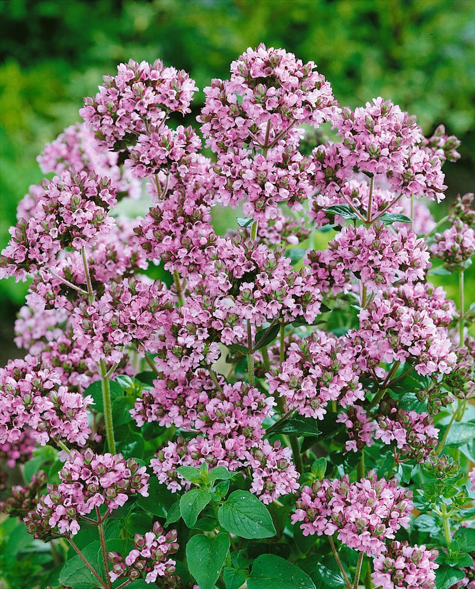 Origanum vulgare