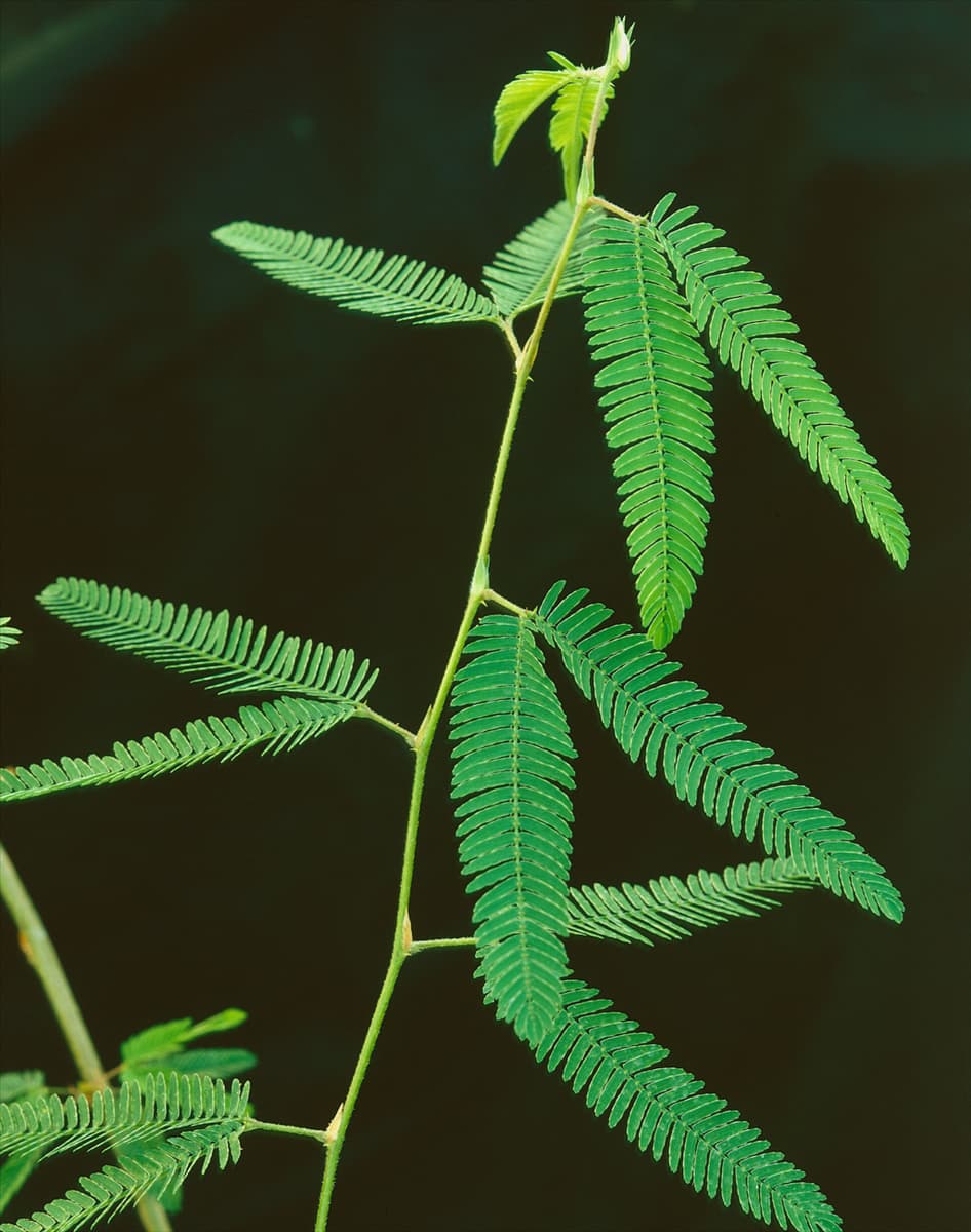 Mimosa pudica